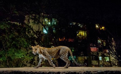 A leopard in Mumbai. Photo by Steve Winter, National Geographic.